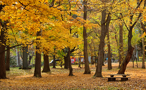 市内中心部からほど近い円山公園の紅葉